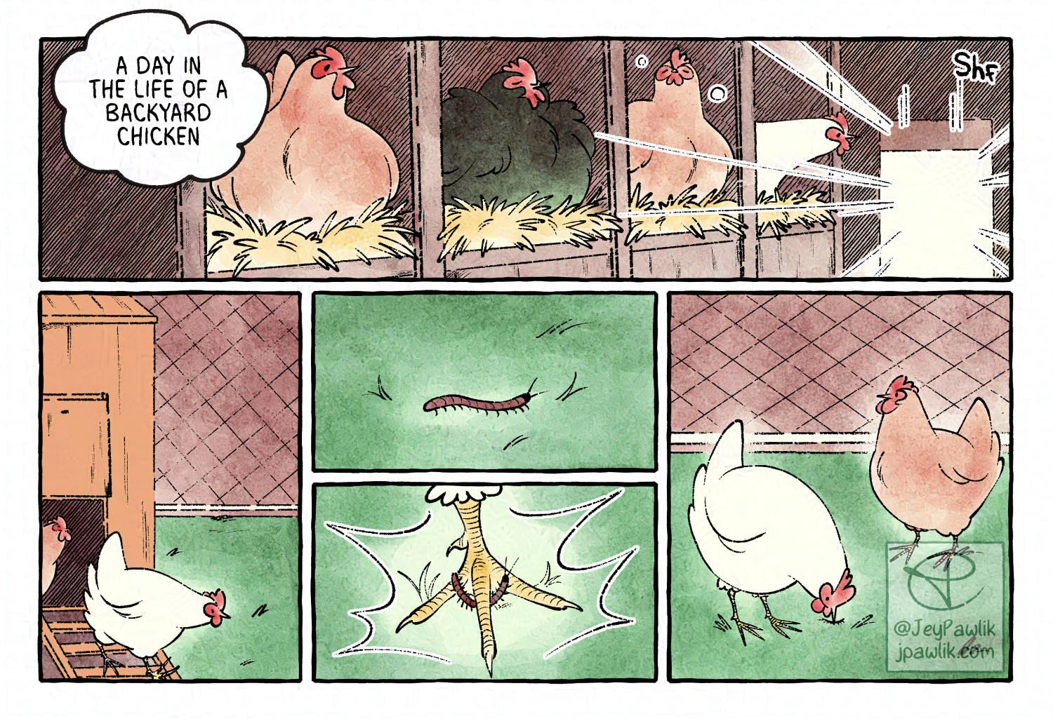 Comic page done in a watercolour style. Text reads "A Day in the Life of a Backyard Chicken", with chickens sitting in their coop and the morning sun shining in. The chickens step out of their coop. One steps on a grub and leans down to eat it.